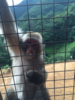 Monkey Park
